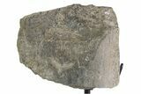 Fossil Sauropod Limb Bone Section with Metal Stand - Colorado #383246-1